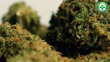 Blue Dream Marijuana Strain Review by HerbAdvisors.com - YouTube