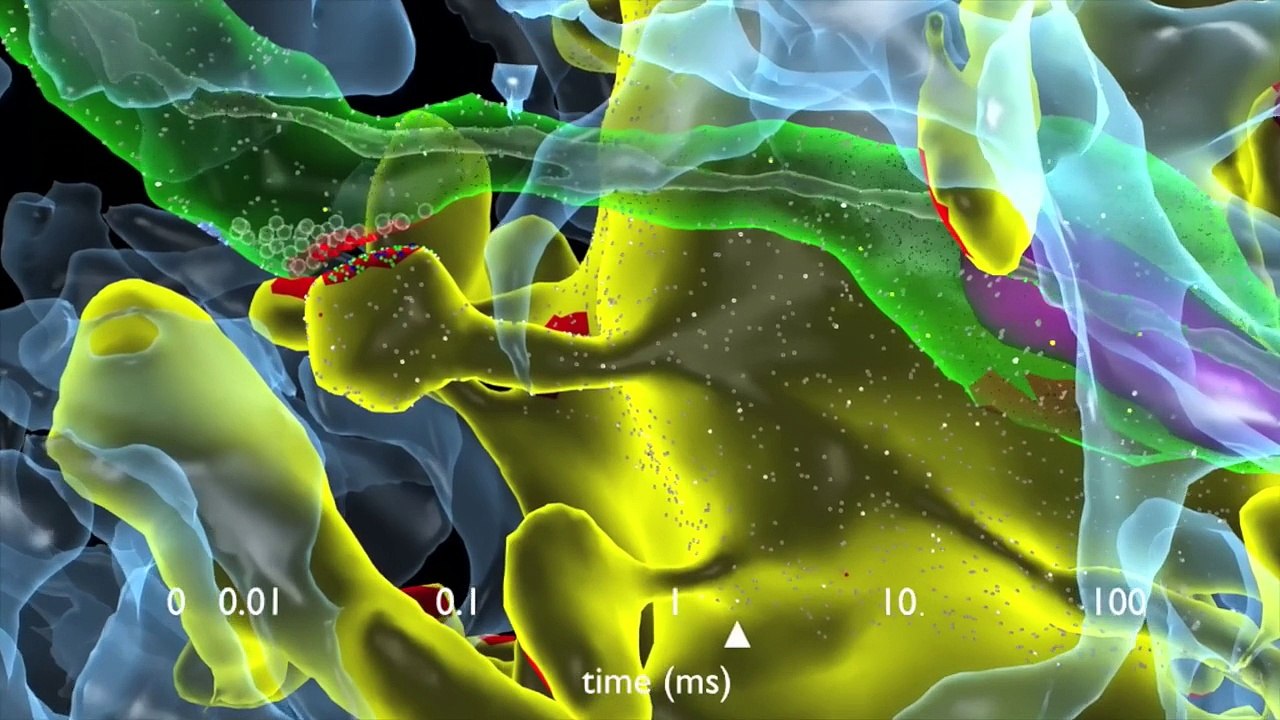 Le fonctionnement des synapses