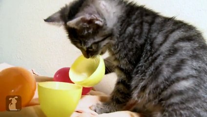 Tiny Kitten Inside Of An Easter Egg - Kitten Love