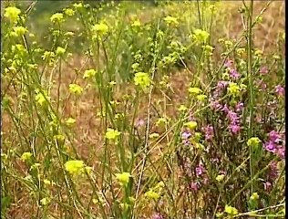 Karaoke Mùa Xuân Của Mẹ_Duy Khánh