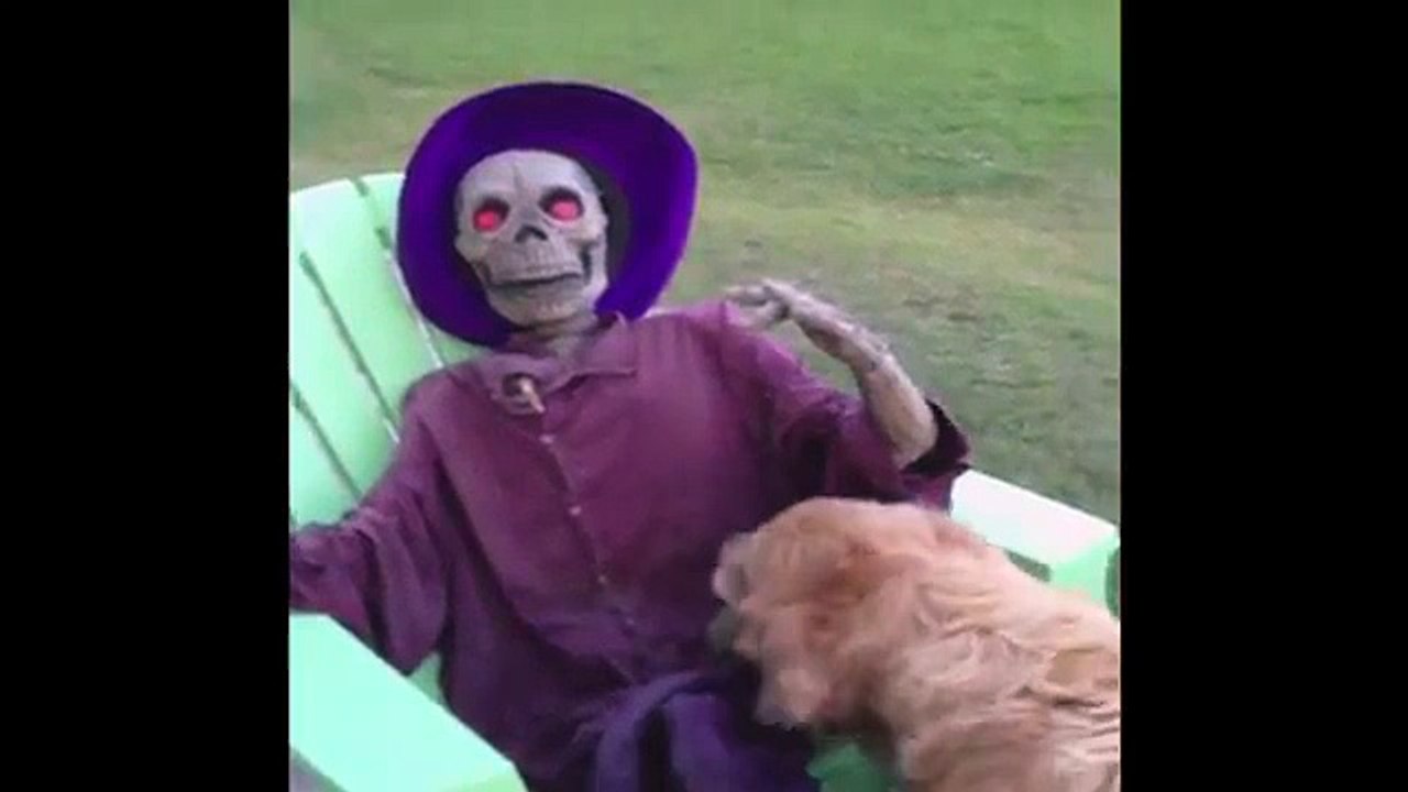 Dog Wants to Play Fetch with Halloween Decoration (Funny Videos 720p)
