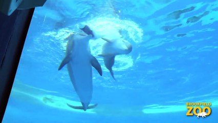 Extraordinary Animal Moms for Mother's Day