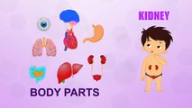 Kidney Human Body Parts Pre School Know Your Body Animated Videos For Kids