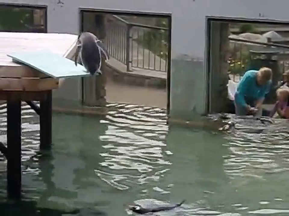 Ce pingouin est très hésitant: j'y vais ou pas?
