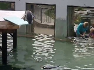 Ce pingouin est très hésitant: j'y vais ou pas?