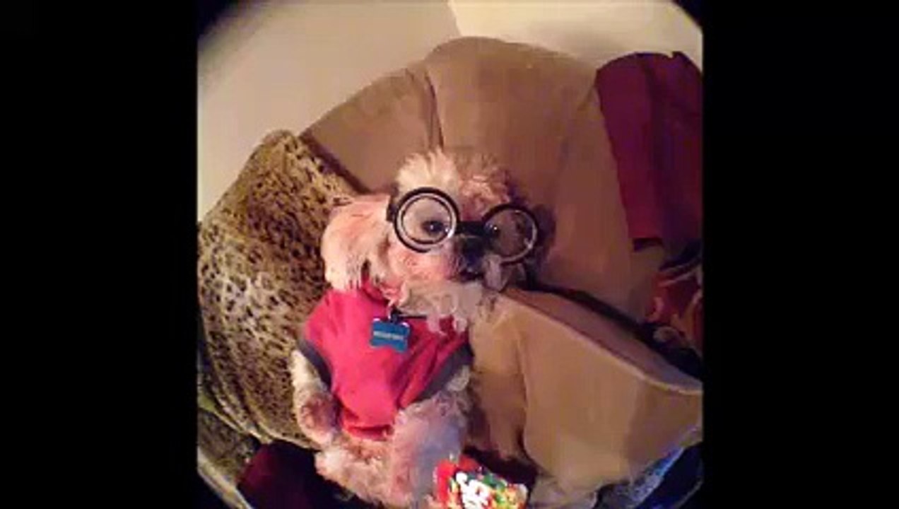 The Most Funny and Cute Doggies for 2016