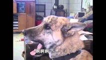 The talking dog is it?! Bad owners mess to eat, the Han. stay Dog, Dog, Chinese subtitles.