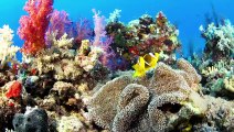 How Coral Reefs and Carbon Dioxide Can Change the Future | Think Like a Tree