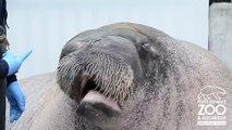 Un morse fait ses vocalisations - Point Defiance Zoo & Aquarium