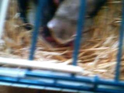 Les bébés furet 22.05.2007