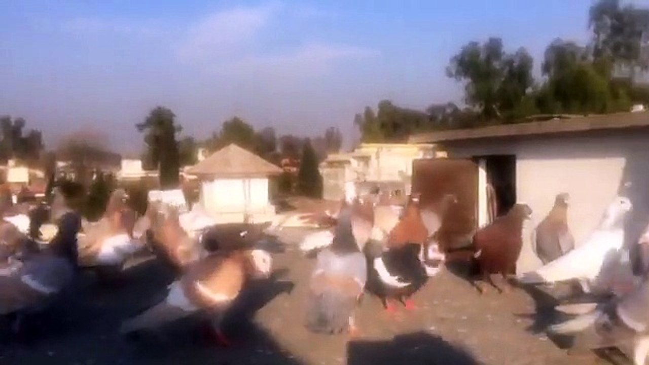 new Collection pigeon rashid