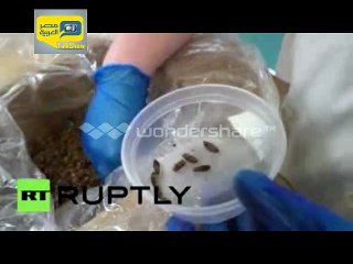 فيديو.. محل كندي يقدم حلويات بالحشرات للزبائن