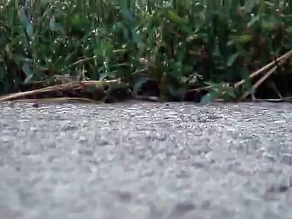 The Worlds Cutest Turtle
