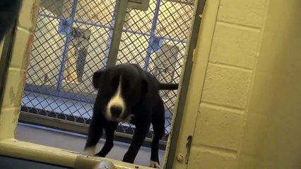 Un chien très excité de se faire adopter
