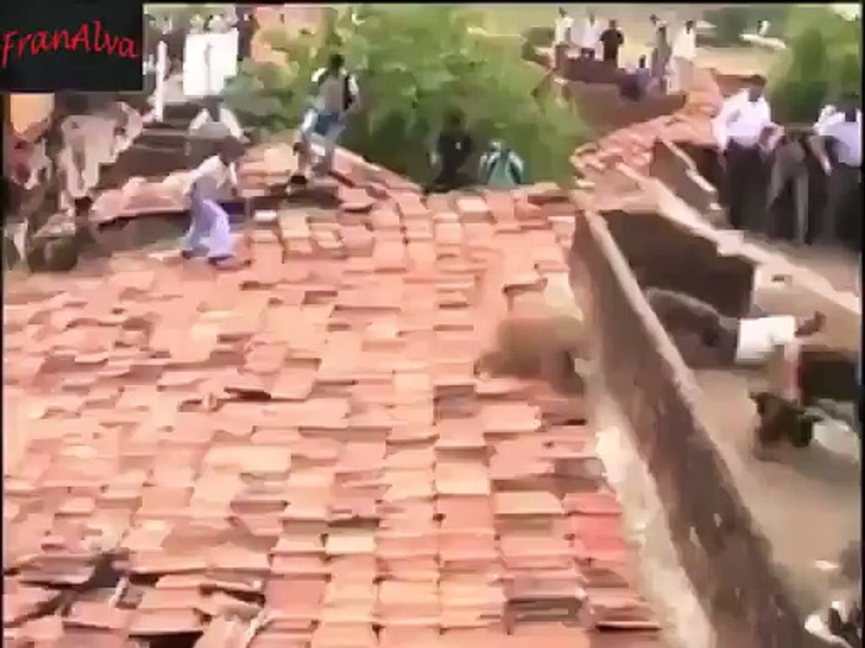 Tiger attacks on Indian villagers