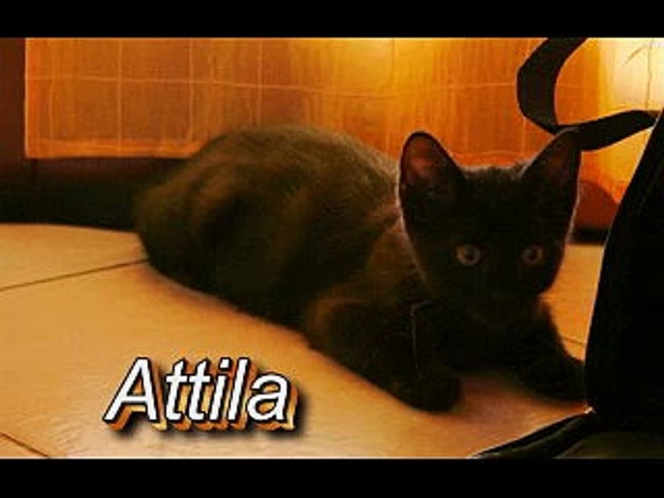 Attila - funny cat