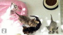 4 Adorable Kittens in a Bath Tub - Kitten Love