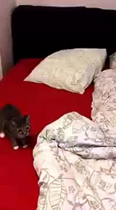 Funny cat