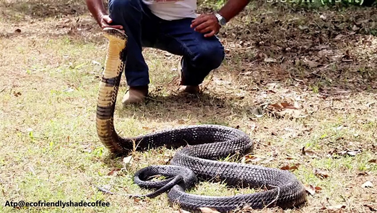 KING COBRA VS PYTHON
