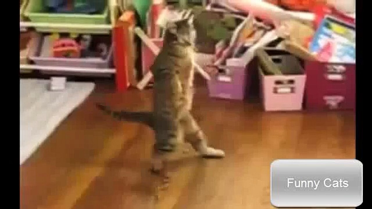 funny cats compilation ✔