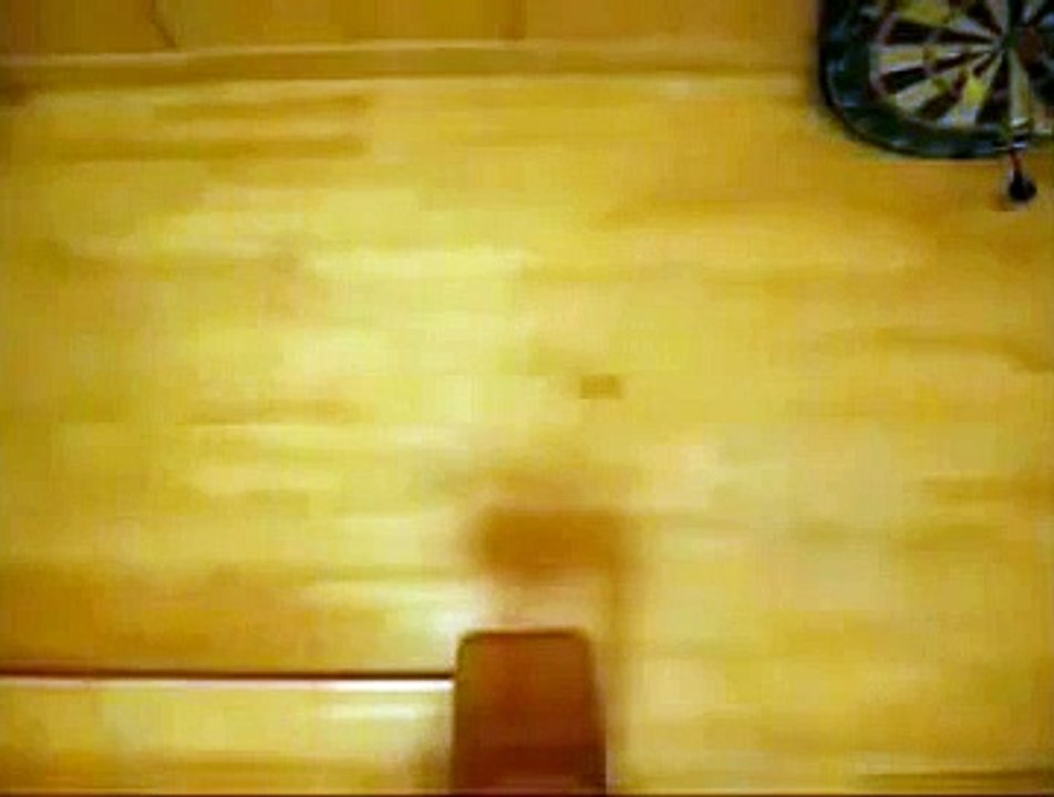 Funny cats drifting