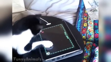 Funny Cats Playing On iPads Compilation - Funny Videos 2015