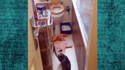 Funny Cats Funny Cat Videos Best Funny Cat Funny Cat Compilation 2015