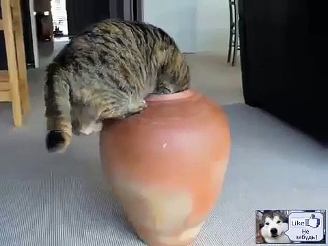 Любопытный кот