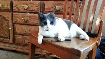 Funny Cats Knocking Things Over Compilation