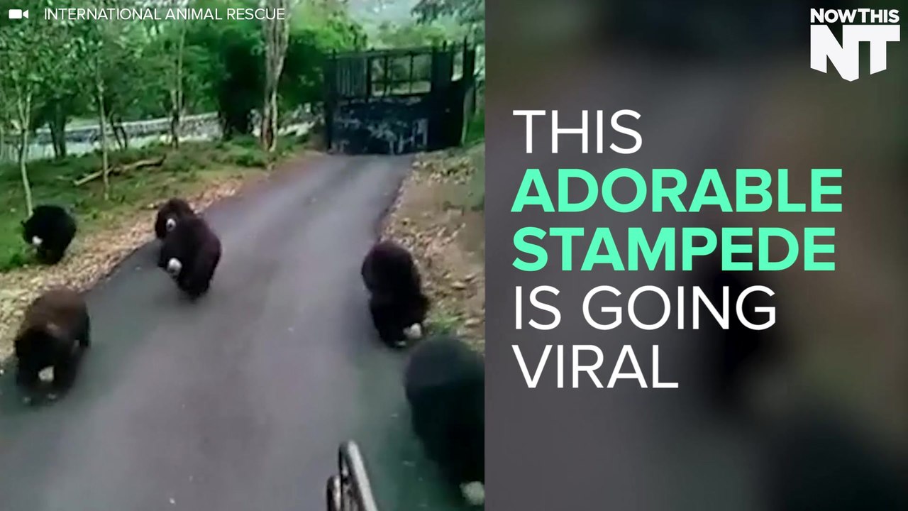 This Adorable Stampede Of Hungry Sloth Bears Is Going Viral