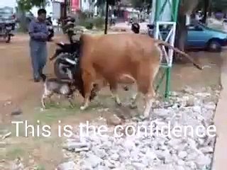 This just meant the cow feel sympathy for the goat