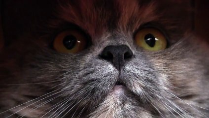 FUNNY soccer fan (CAT VIDEOS)