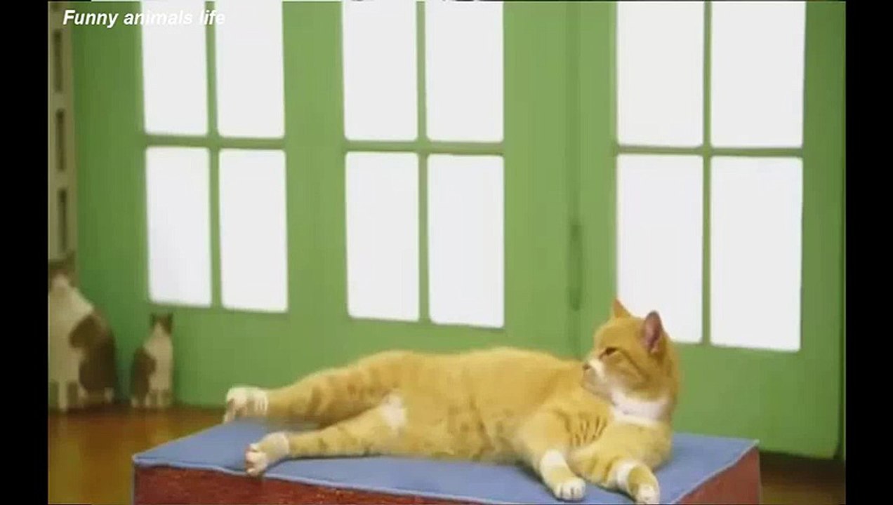 Funny cat dancing (Most See) Funny Cat Videos Ever Part 3