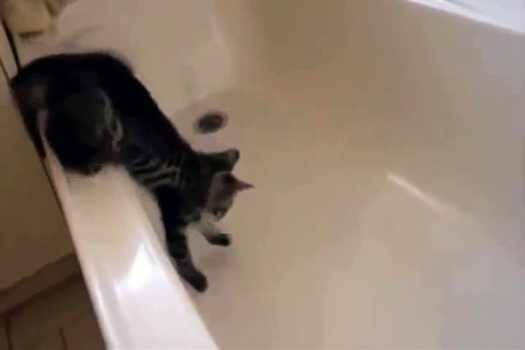 funny videos cats 2014
