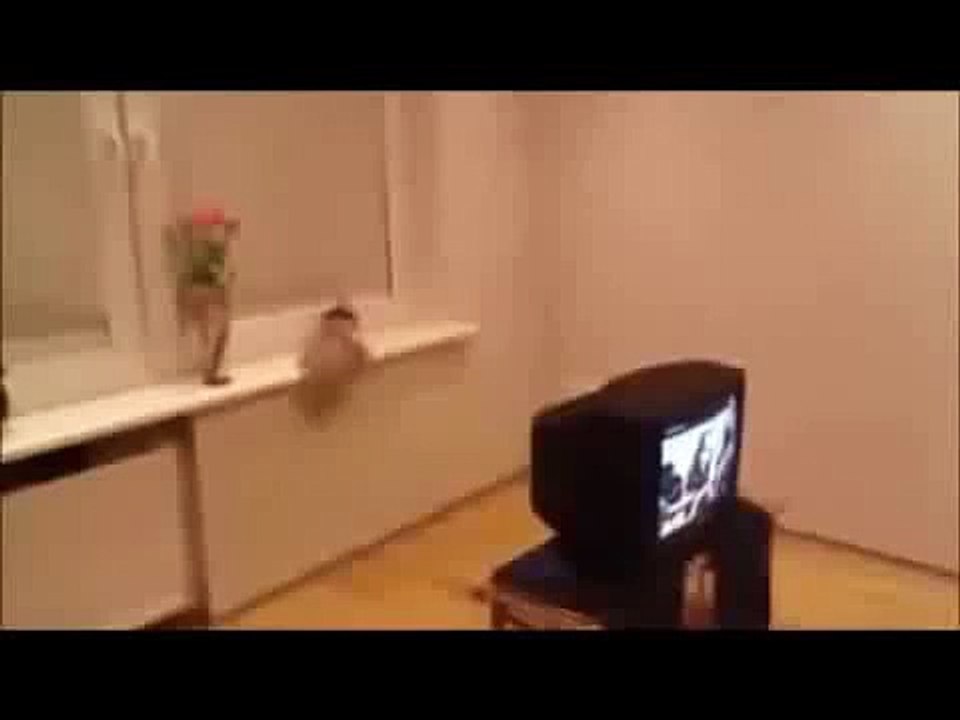 funny videos cats lopi