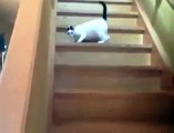 Funny Videos Clips I Funny Cat Videos I Funny Pranks For kids