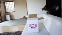 Funny Cat Falling Compilation You Can't Resist Watching