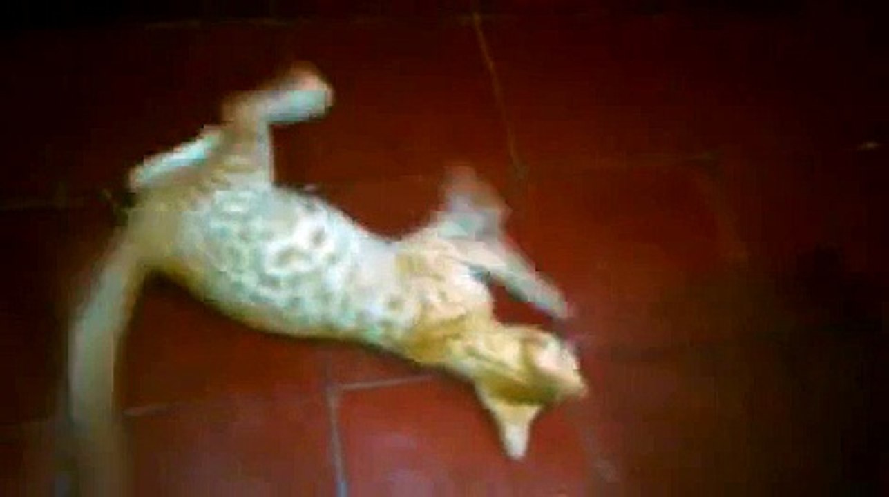 Gato gracioso - Funny cat