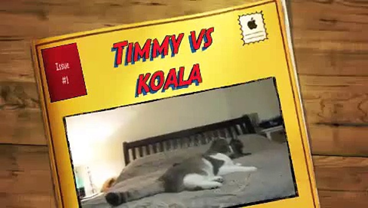 Timmy the scottish fold cat vs koala WILD AND MAD [funny cats]