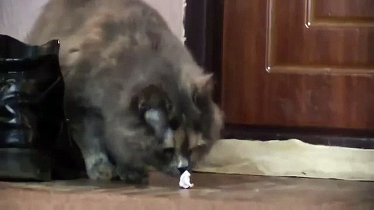 Funny cat Game Funny Cat Videos 2015