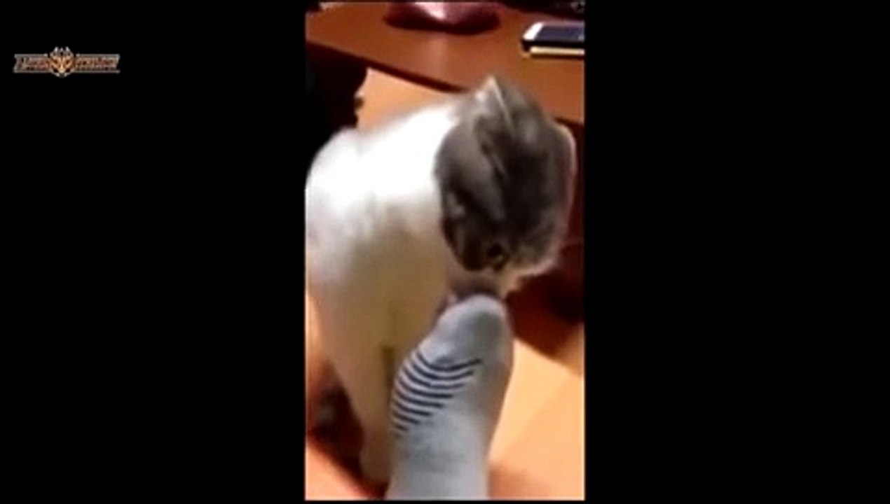 Funny Cat Playing Games For To Eat More Food
