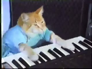 Funny Cat playing piano