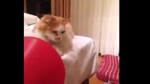 Funny Cat Pranks Videos Funny Cat Fart That Will Make You Laugh 2015