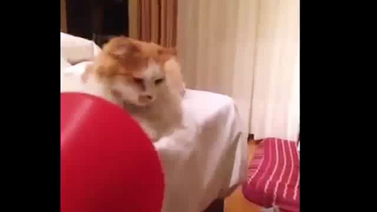 Funny Cat Pranks Videos Funny Cat Fart That Will Make You Laugh 2015