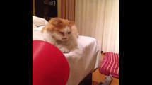 funny cat pranks videos funny cat reaction to fart that will make you laugh so hard you cry