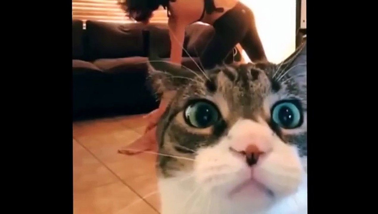 Funny Cat puts her hands up high!