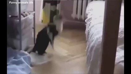 BEST FUNNY Cats Fails - Top ANIMALS COMPILATION Ever Part 2
