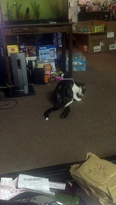 Funny Cat scared with cucumber