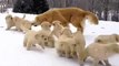 Puppies enjoying in snow with their mom