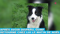 Après avoir disparu, Gump, un border collie, retourne chez lui le matin de Noël ! L’histoire dans la minute chien #107